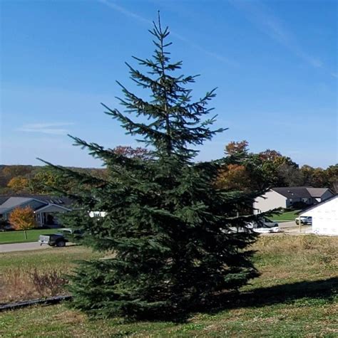 Black Hills Spruce - L&H Tree Nurseries