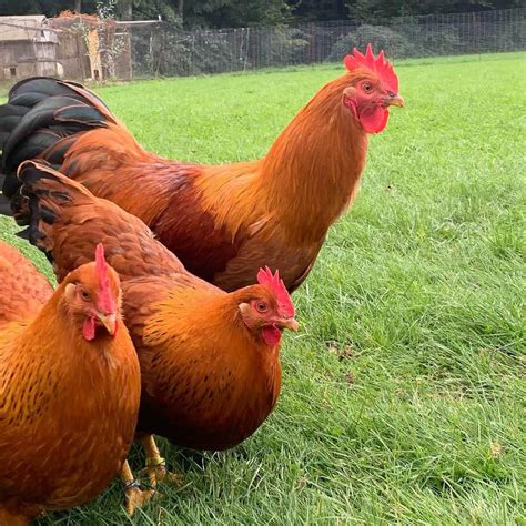 New Hampshire Chicken: Eggs, Height, Size and Raising Tips