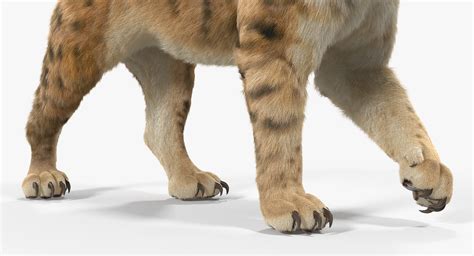 Saber Tooth Tiger Walking Pose with Fur 3D model | 3D Molier International