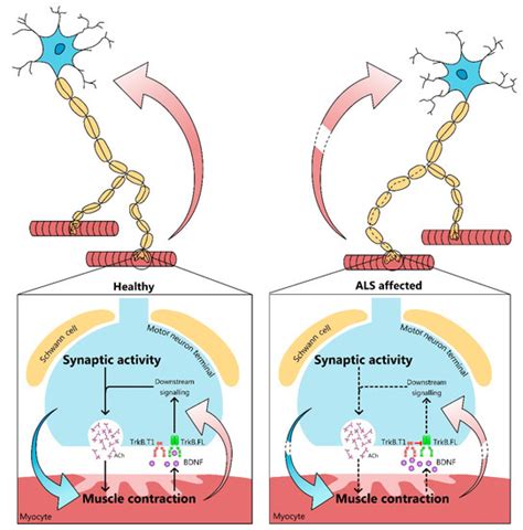 Cells | Special Issue : Protein Kinases: Signalling and Disease