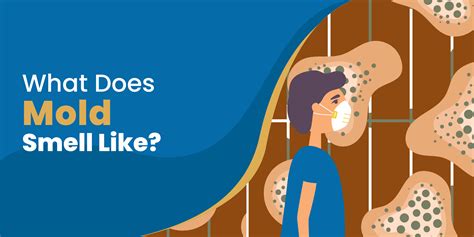 What Does Mold Smell Like? [+5 Odors that Might be Mold]