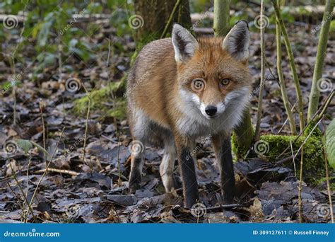 Red Fox Scientific Name: Vulpes Vulpes Stock Image - Image of ...