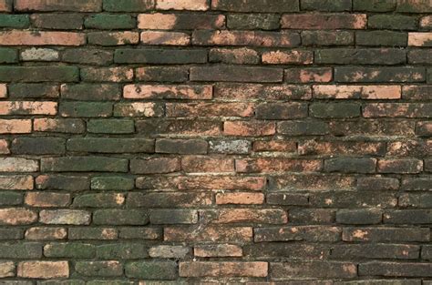 How to Remove Algae from Exterior Walls (and Keep It Off)