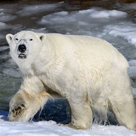 Polar Bear Ranua Zoo 的图像结果