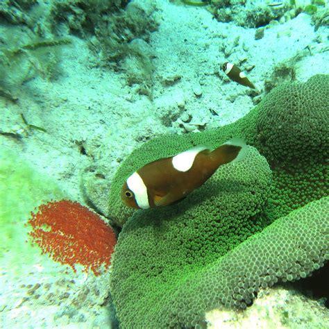 SUNSET COVE BEACH & DIVE RESORT (Alad) - Resort Reviews, Photos, Rate ...
