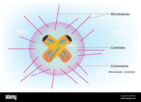 Anatomy of centrosome with centrioles and microtubules that constricted ...