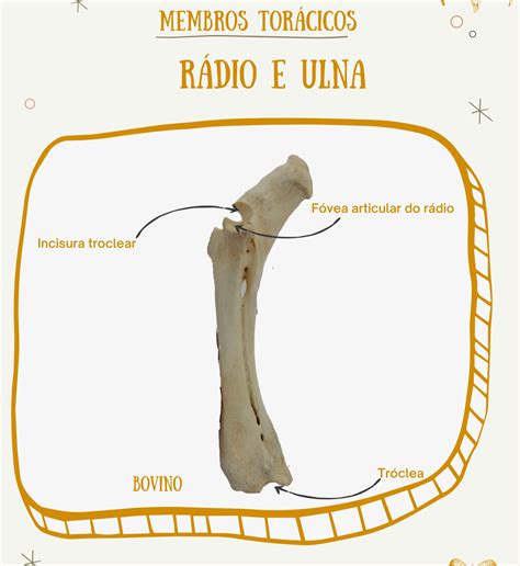 Diagrama De Ulna E Radio