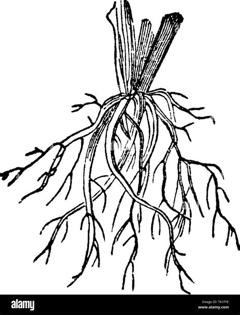 Clip Art Of Adventitious Roots