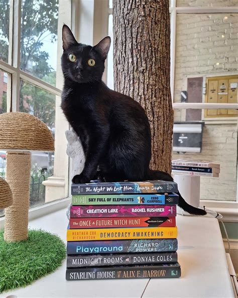 Massachusetts Cat Cafes – That Cat Life