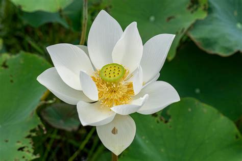 White Lotus Flower · Free Stock Photo
