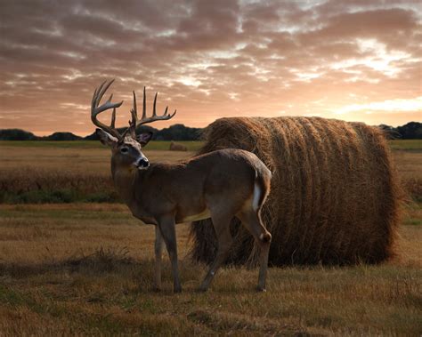Whitetail Deer Scenes