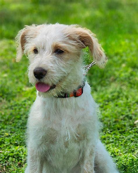 Critter Cavalry Rescue (CCR) (@crittercavalry) • Instagram photos and ...