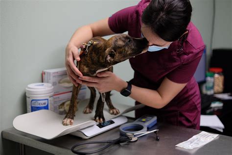 Paw Print Press: September 2022 Issue - Kaua’i Humane Society