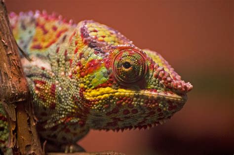 Endangered Reptiles