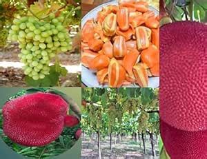 Pyanabi Combo 2 "Sultana Grapes Fruit Plants Live " Red Jackfruit Live ...