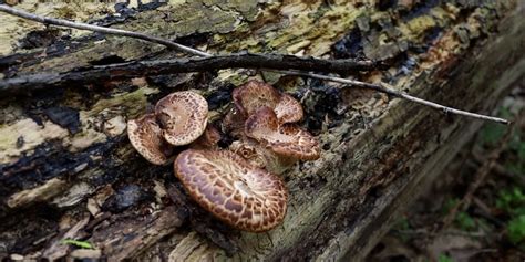 New free Virginia field guide aims to reduce poisonous mushroom incidents