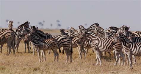 Zebra Herd