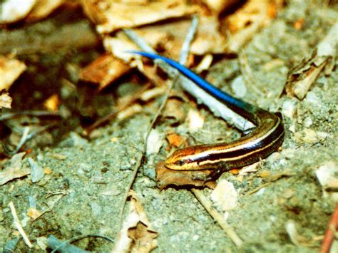 Lounging Lizards of the Finger Lakes | Finger Lakes Land Trust