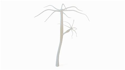 3D Hydra Genus Polyp Model - TurboSquid 2163737
