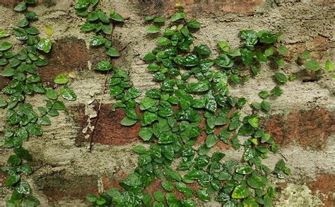 Gachwala Chipkali Bel Plant (Ficus repens), Creeper Plants, Creeping ...