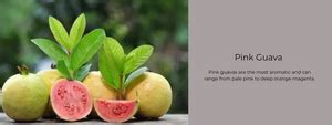 Pink Guava – Health Benefits, Uses and Important Facts - PotsandPans India