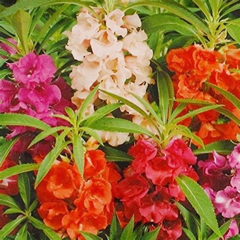 Kraft Seeds Balsam Mix Flower Seeds (2 Packets,75 seeds each ...