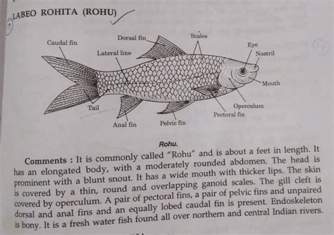 Class Osteichthyes Labeo