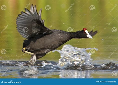 Common Moorhen stock photo. Image of eyes, reserves, safari - 6784716