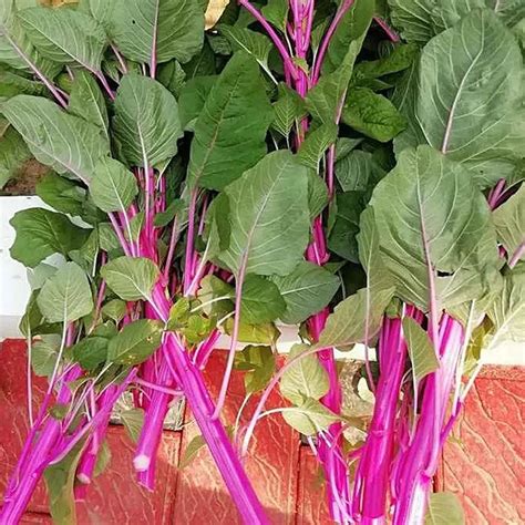 Buy Pink Amaranthus Seeds (Desi- Sundari Cheera) ( పింక్ తోటకూర ...