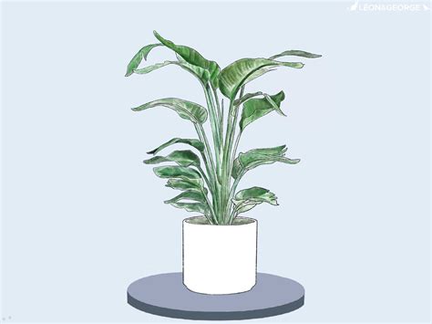 Birds Of Paradise Plant Drawing