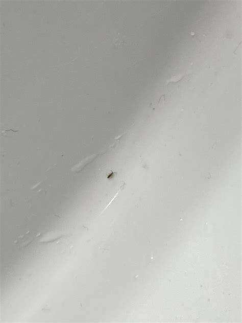 Help! Tiny bugs found in bathroom sink. What are they and how do I get ...