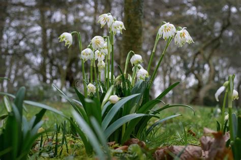 Image result for Spring Snowflake Plant
