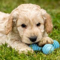 Image result for Dogs 101 Cockapoo