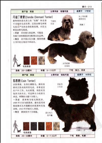 《名犬：全世界300多种名犬的彩色图鉴》高清PDF扫描版 - 真下载