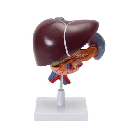 Buy LIVER, PANCREAS & DUODENUM MODEL at Best Prices online in India ...