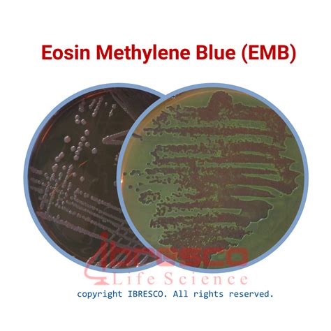 Levine Eosin Methylene Blue Agar Levine Emb Agar Jual EMB Agar / Eosin