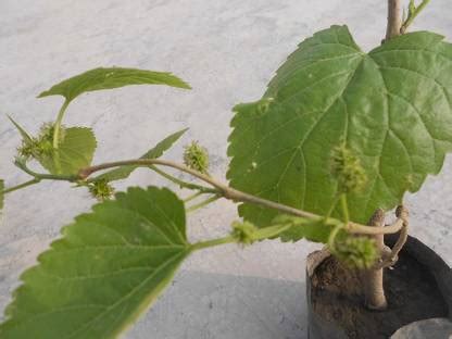 My Dream Nursery Shahtoot/Mulberry Plant Price in India - Buy My Dream ...