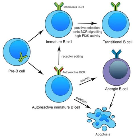 B Cells in Primary Membranous Nephropathy: Escape from Immune Tolerance ...