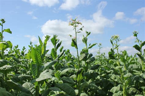 7 Cara Mengenal Mutu Tanaman Tembakau dengan Melihat Fisiknya