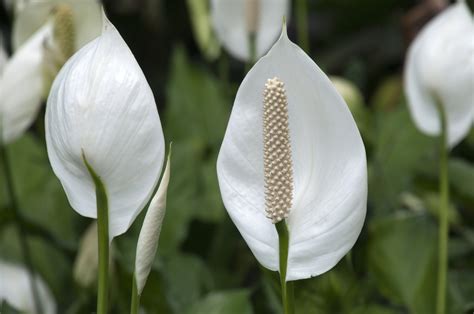 How to Care for a Peace Lily: Watering, Planting and Repotting - Newsweek