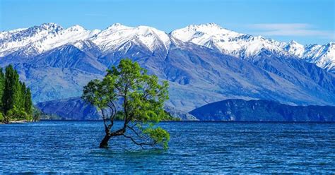 Image result for Sungkai Tree West Java