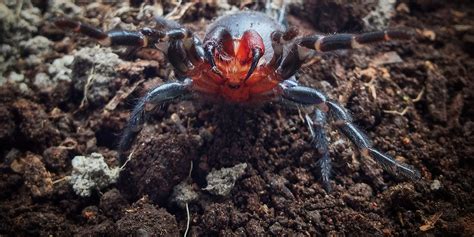 Tarantula Spider Fangs
