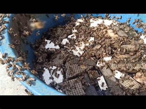 ПЧЁЛЫ 🐝🐝. ВЕСЕННЯЯ ПОДКОРМКА. МЕДОВАЯ СЫТА И ПОЛЫНЬ. - YouTube