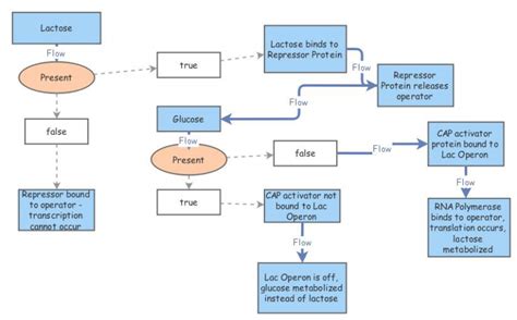 Image result for Lac Operon Flow Chart