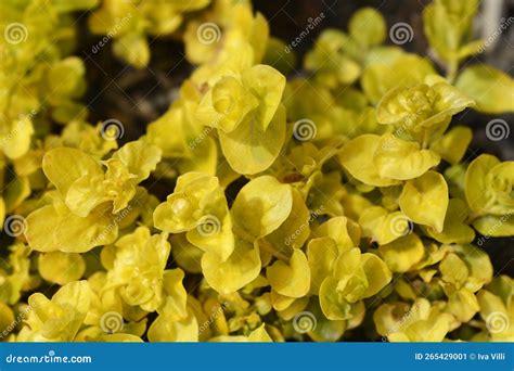 Golden Creeping Jenny stock image. Image of yellow, leaf - 265429001