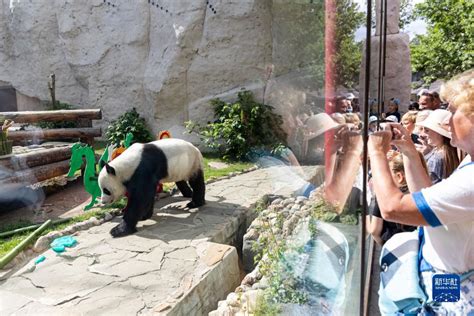 大熊猫丁丁如意起程赴俄罗斯什么情况 大熊猫去俄罗斯做什么_国际新闻_海峡网
