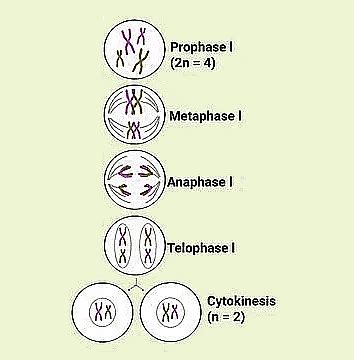 Important Diagrams: Cell Cycle and Cell Division - Biology Class 11 ...