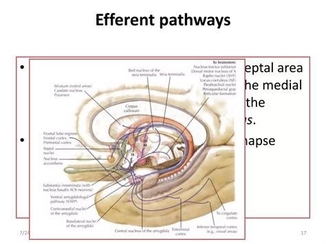 Limbic system Memory 的图像结果