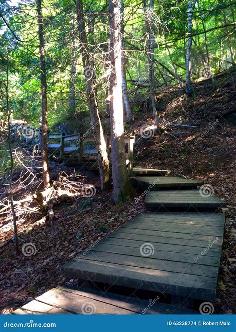 Walking steps in wood stock photo. Image of water, paronamic - 63238774