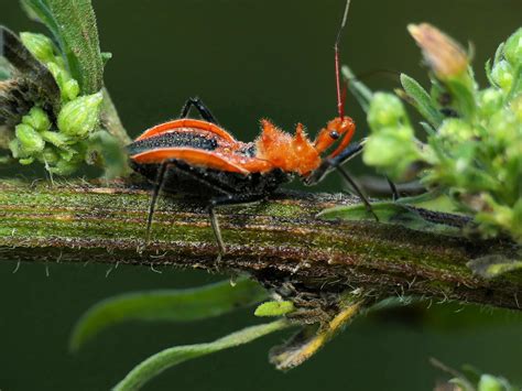 Orange Assassin Bug (Gminatus australis) – Ausemade